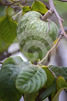 Maturing Cherimoya fruit in the Annona cherimola tree species, it is native to Central America and widely cultivated