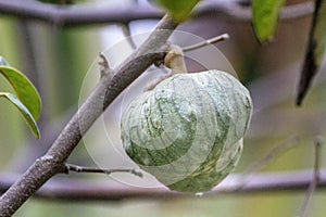 Maturing Cherimoya fruit in the Annona cherimola tree species, it is native to Central America and widely cultivated