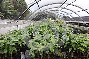 Of maturing coffee trees in a greenhouse at a farm on the island of Kona, Hawaii