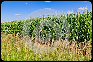 Maturing Corn maize field with corn ears, silk and tassels