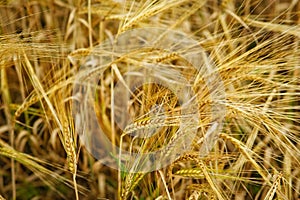 Maturing ears of wheat. Dried crop of ready-made wheat plant. Maturing wheat field