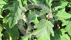 Maturing egg plants among green leaves