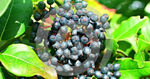 Maturing Fruits Of Blue Elderberry - Macro Footage