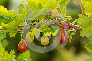 Maturing of gooseberry berries on a branch surrounded by leaves