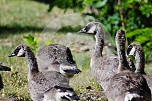 Maturing Goslings Looking More Like Adult Geese