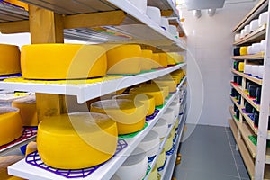 Maturing Gouda cheese in the refrigerator