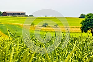 Maturing Grain Field