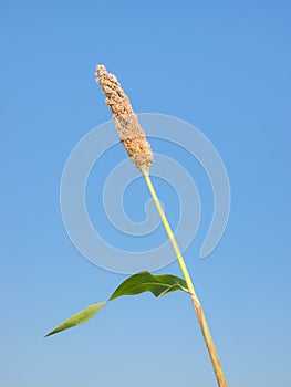 Maturing millet