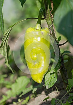 Maturing pepper in the garden