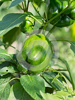 Maturing pepper in the garden