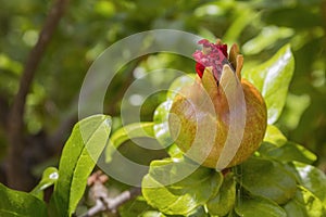 Maturing pomegranate fruit, species Punica granatum, a deciduous shrub cultivated since ancient times throughout the Mediterranean
