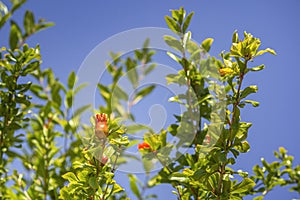 Pomegranate tree flower detail, species Punica granatum,