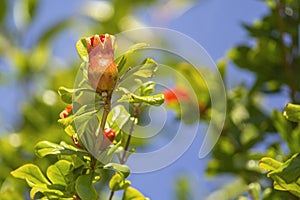 Maturing pomegranate fruit, species Punica granatum, a deciduous shrub originated in the region between Iran and northern India