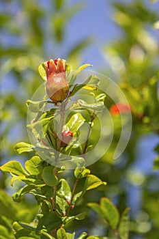 Maturing pomegranate fruit, species Punica granatum, a deciduous shrub originated in the region between Iran and northern India