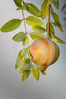 Maturing pomegranate fruit, species Punica granatum, a deciduous shrub originated in the region between Iran and northern India