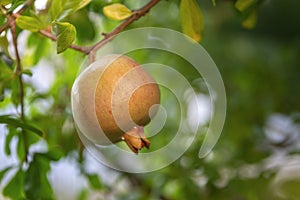 Maturing pomegranate fruit, species Punica granatum, a deciduous shrub originated in the region between Iran and northern India