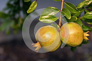 Maturing pomegranate fruit, species Punica granatum, a deciduous shrub originated in the region between Iran and northern India