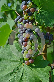 Maturing purple grape