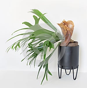 Maturing Staghorn Fern with Large Brown Sterile Shield, Left Side