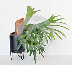 Maturing Staghorn Fern with Large Brown Sterile Shield, Right Side