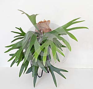 Maturing Staghorn Fern with Large 12 Inch Frond, Front View