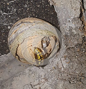 Maturing wasp nest built under the eaves