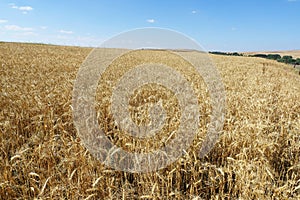 Maturing wheat ears, maturing wheat plant, dried harvest ready wheat plant,ripening wheat field