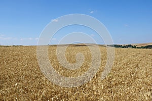 Maturing wheat ears, maturing wheat plant, dried harvest ready wheat plant,ripening wheat field