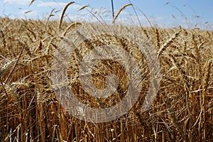 Maturing wheat ears, maturing wheat plant, dried harvest ready wheat plant,ripening wheat field