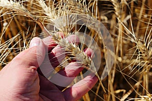 Maturing wheat ears, maturing wheat plant, dried harvest ready wheat plant,ripening wheat field