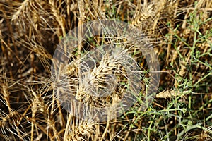 Maturing wheat ears, maturing wheat plant, dried harvest ready wheat plant,ripening wheat field