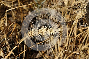 Maturing wheat ears, maturing wheat plant, dried harvest ready wheat plant,ripening wheat field