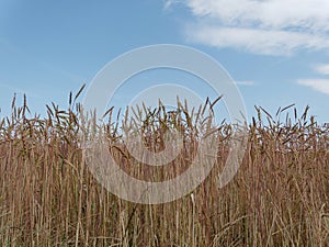 Maturing wheat in the field from frog\'s eye perspective