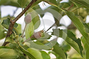 The maturing young green apples on branch closeup