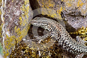 Mauereidechse (Podarcis muralis