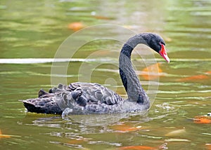 Maui black swan