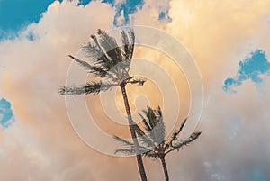 Maui - Coconut Palms At Sunset