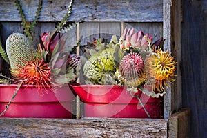 Maui Farmstand Protea Flowers in Red Buckets
