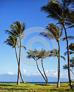 Maui palm trees, Hawaii