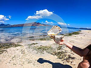 Maumere - Girly hand holding a huge shell photo