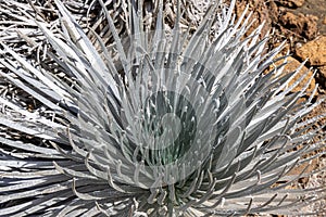Mauna Kea Silversword photo