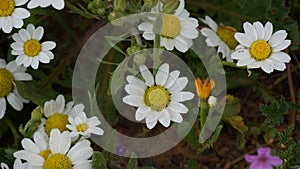 Mauranthemum paludosum - spring flowers in Israel