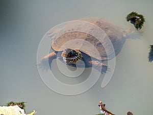 Mauremys reevesii Chinese pond turtle in a pond 3