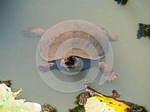 Mauremys reevesii Chinese pond turtle in a pond 4