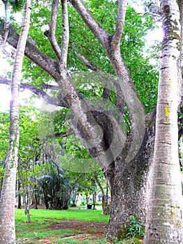Maurice Island, Sir Seewoosagur Ramgoolam Botanical Garden