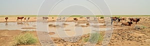 Mauritanian cattle with bulls and cows in the Sahara desert at waterhole, Mauritania, North Africa