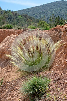 Mauritanian Grass Ampelodesmos mauritanicus shrub