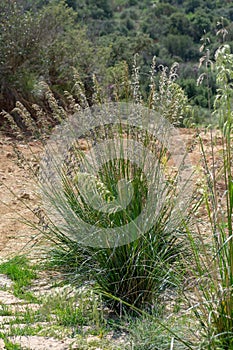 Mauritanian Grass Ampelodesmos mauritanicus shrub