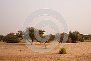 Mauritanian landscape