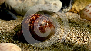 Mauritia Mauritiana seashell on the sand underwater HD